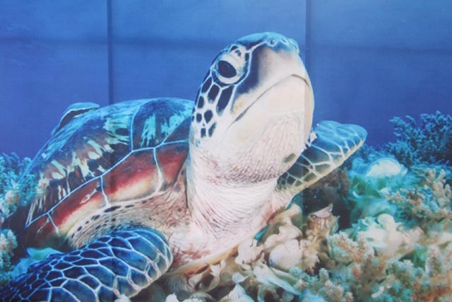 Action plans for marine turtle conservation